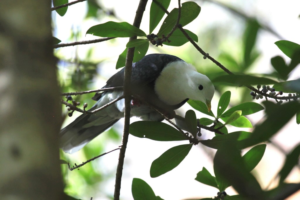 Black-banded Fruit-Dove - ML28509941
