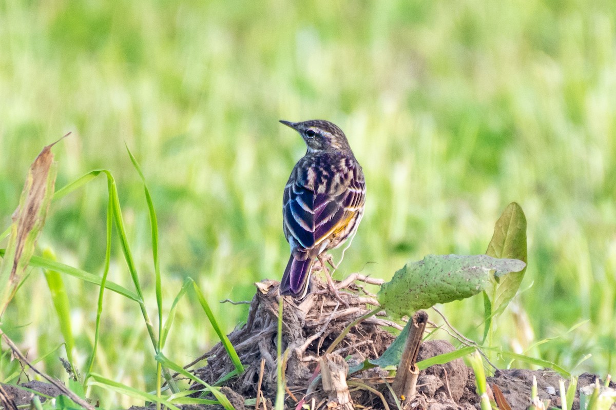 Rosy Pipit - ML285100381