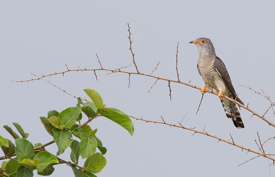 African Cuckoo - ML285100821