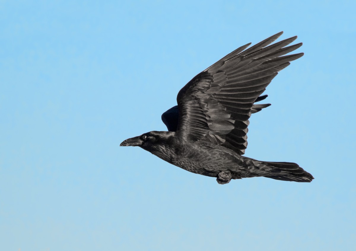 Common Raven - ML285101721