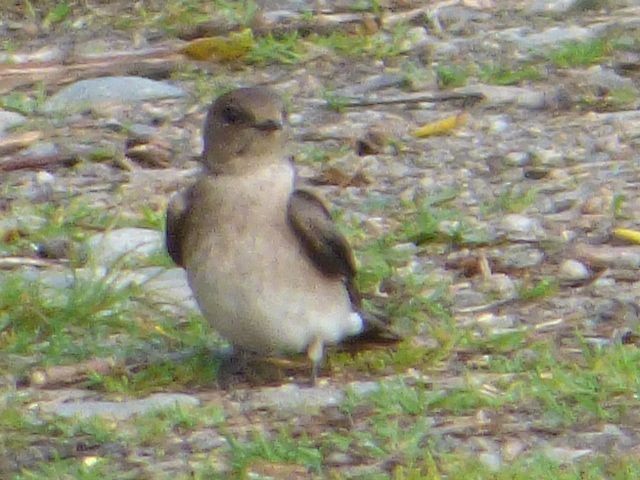 Northern Rough-winged Swallow - ML28510471