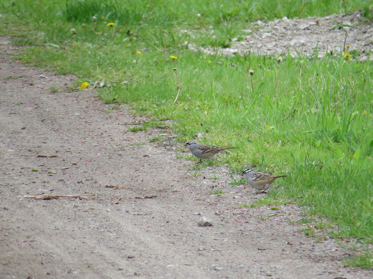 White-crowned Sparrow - Scott Huge