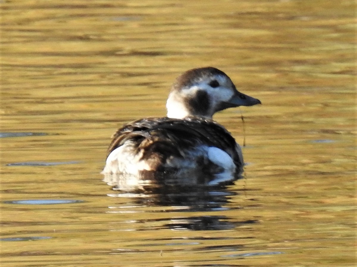 Long-tailed Duck - ML285110431
