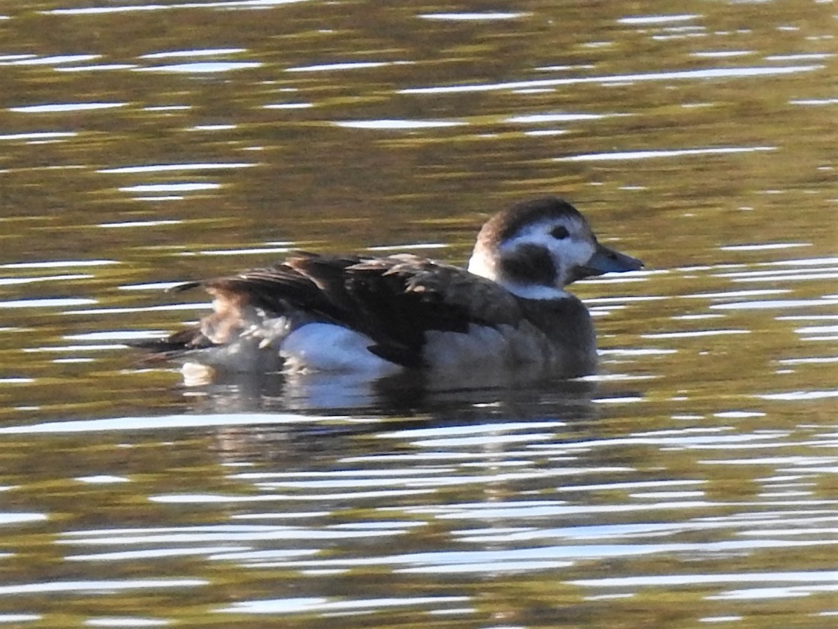 Long-tailed Duck - ML285110471