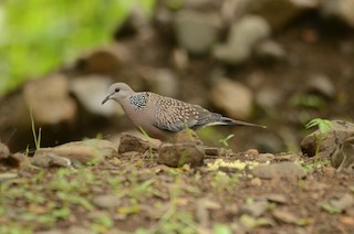 Spotted Dove, ML285110681