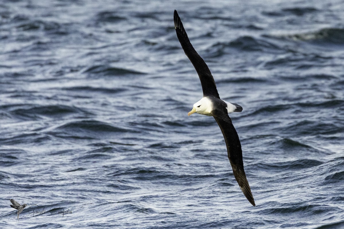Black-browed Albatross - ML285113821