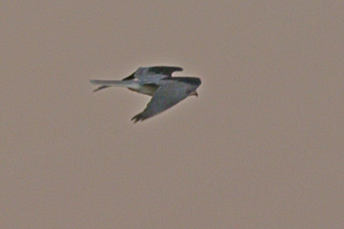 White-tailed Kite - ML285115091