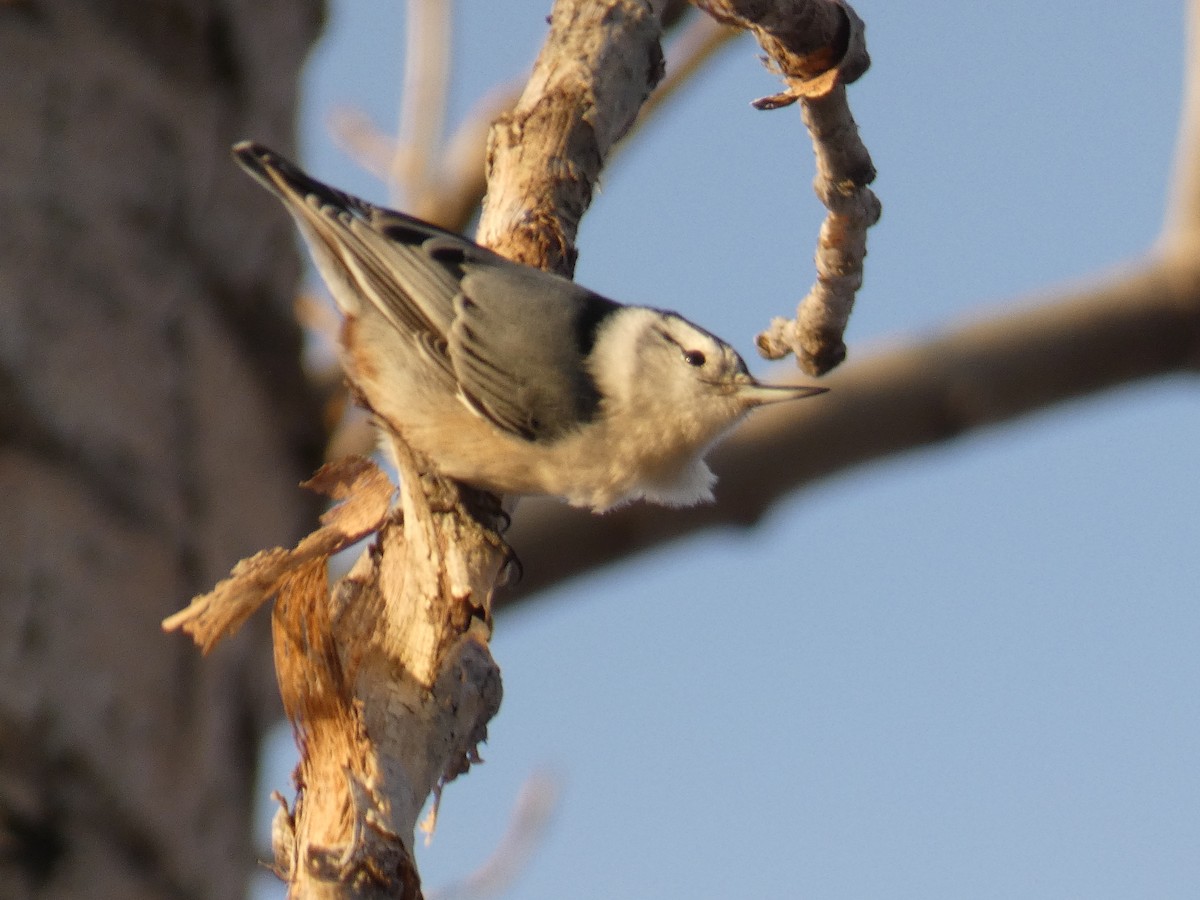 White-breasted Nuthatch - David Riddle