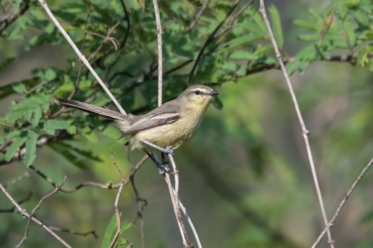 Greater Wagtail-Tyrant - ML285117891