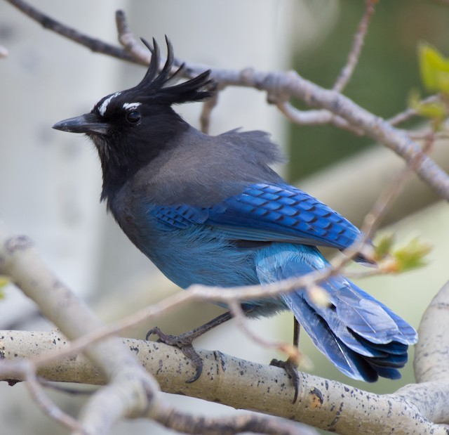 Steller's Jay – Sonoran Images