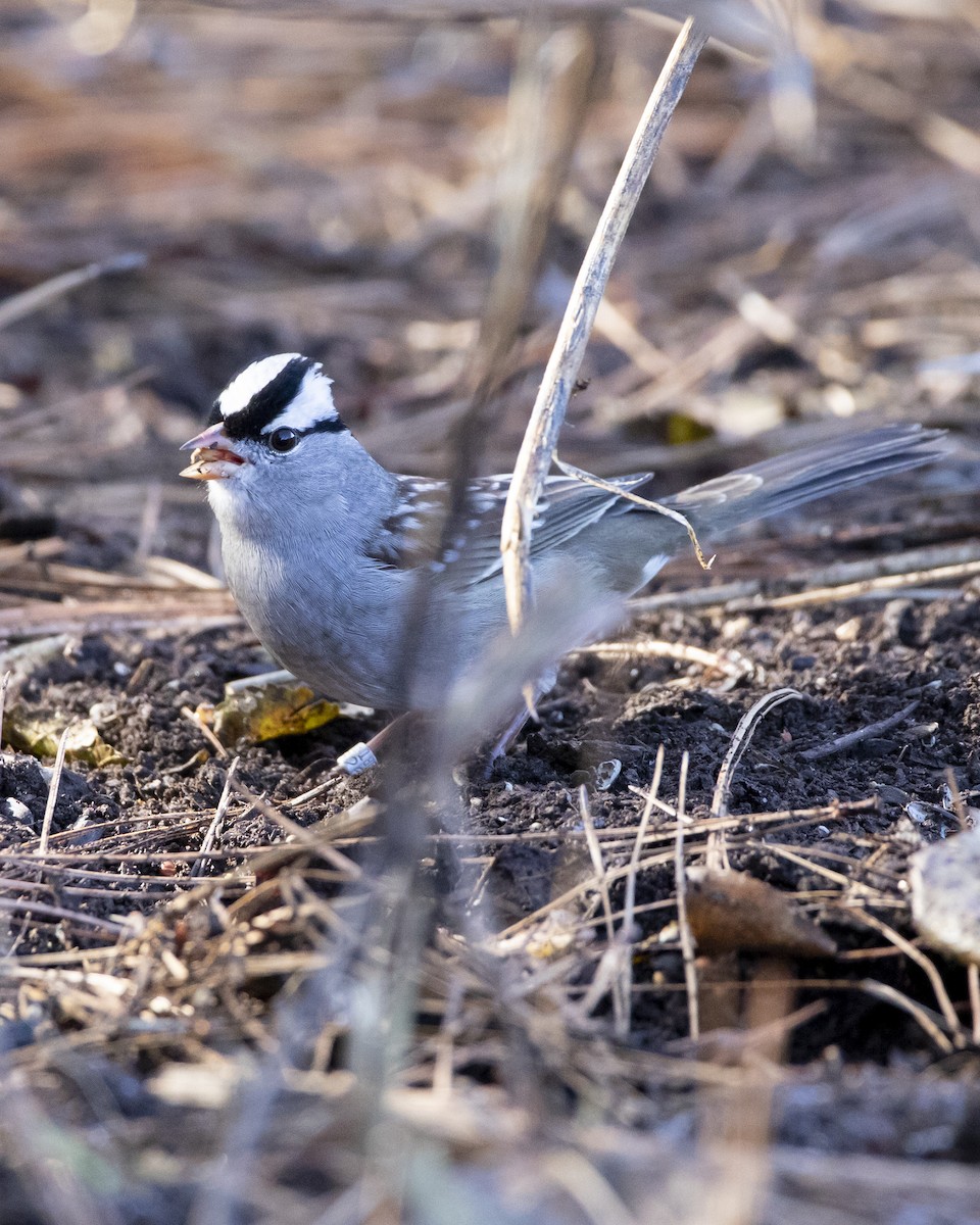 White-crowned Sparrow - ML285127681