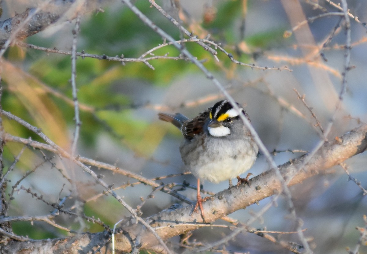 White-throated Sparrow - ML28512831