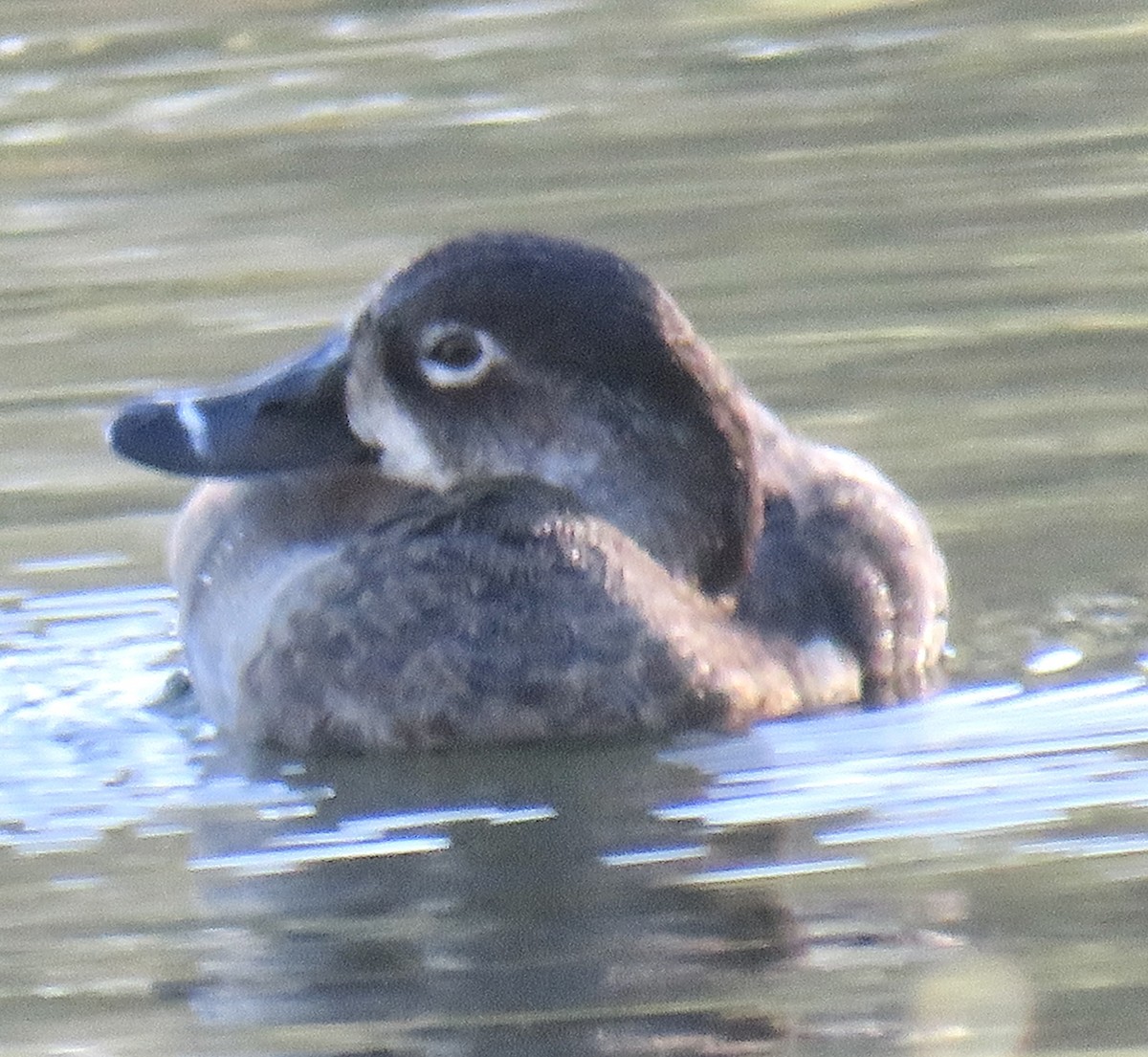 Ring-necked Duck - ML285149021