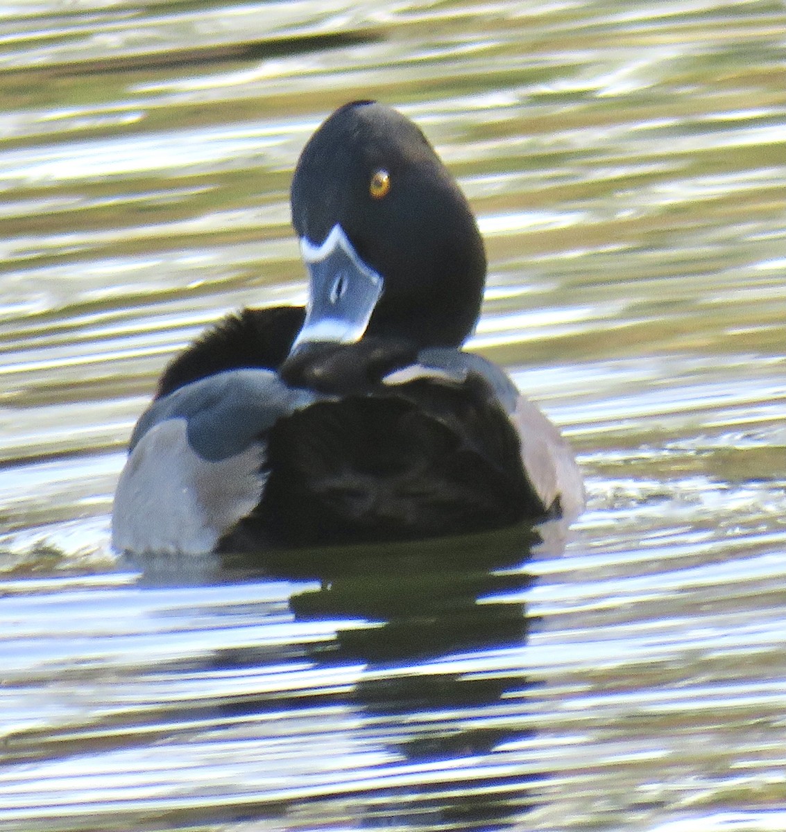 Ring-necked Duck - ML285149041