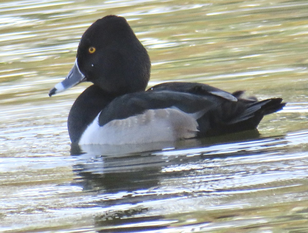 Ring-necked Duck - ML285149051