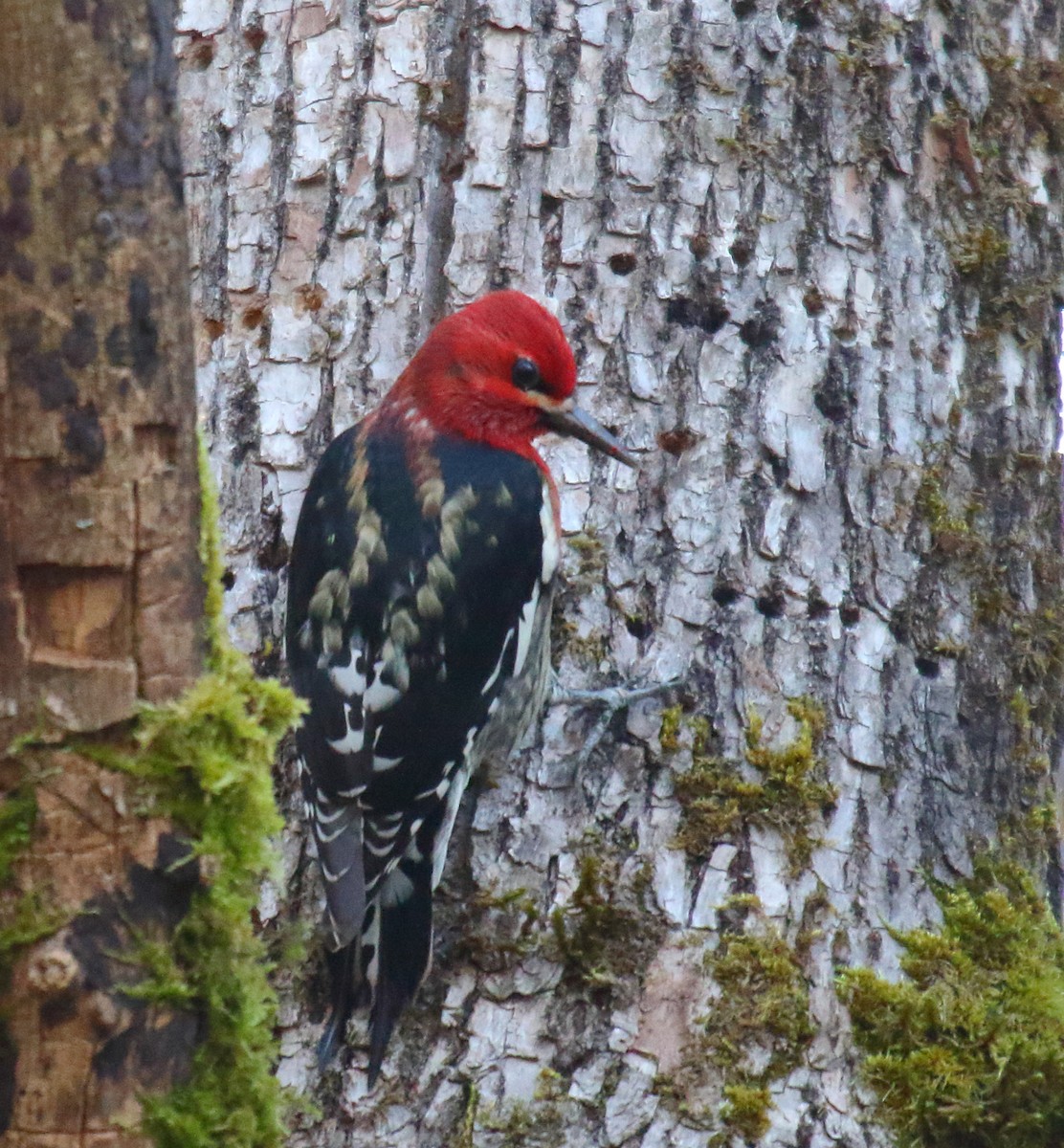 Red-breasted Sapsucker - ML285149151