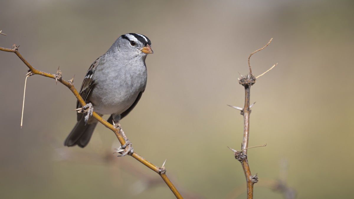 White-crowned Sparrow - Bryan Calk