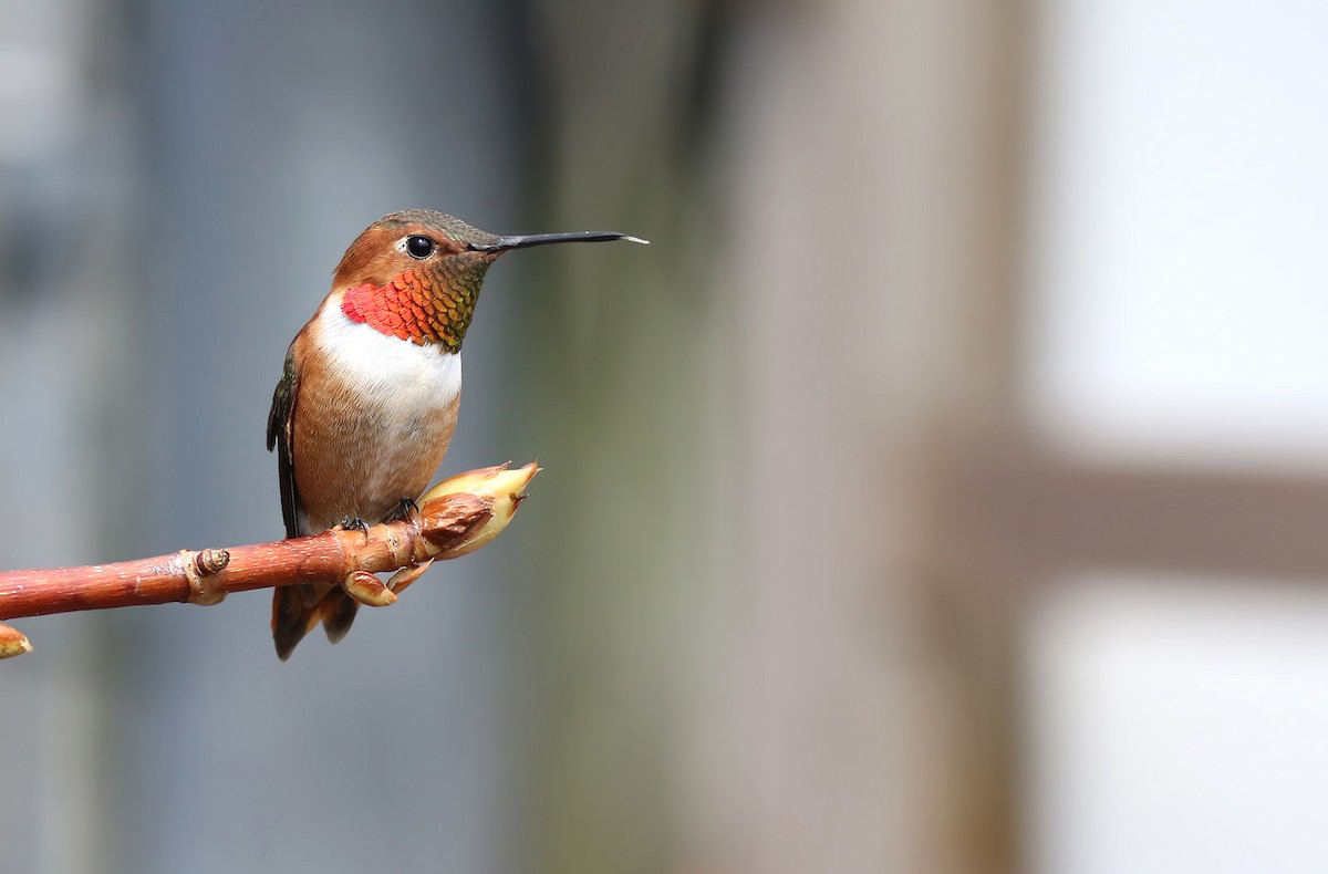 Rufous Hummingbird - Peter Trimble
