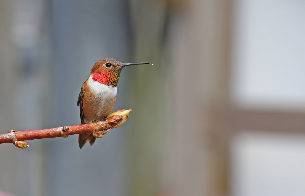 Rufous Hummingbird - ML285156801