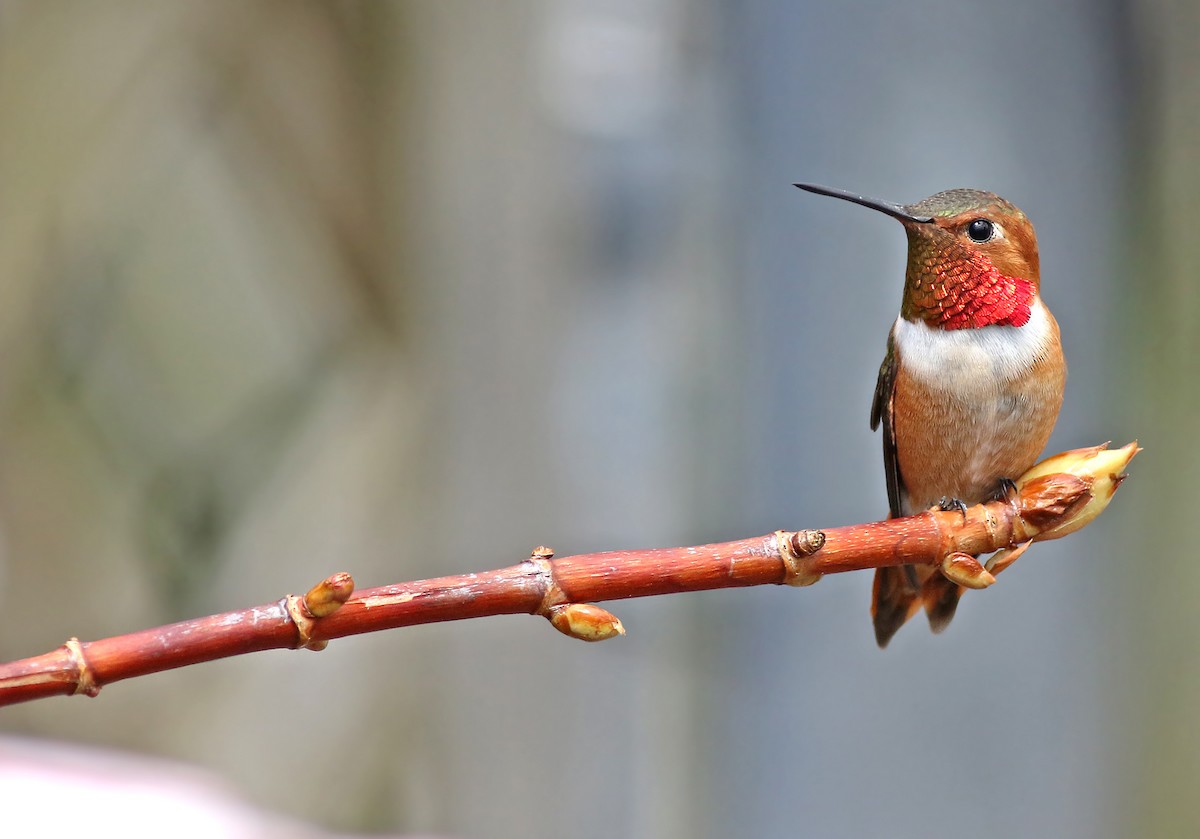 Rufous Hummingbird - Peter Trimble