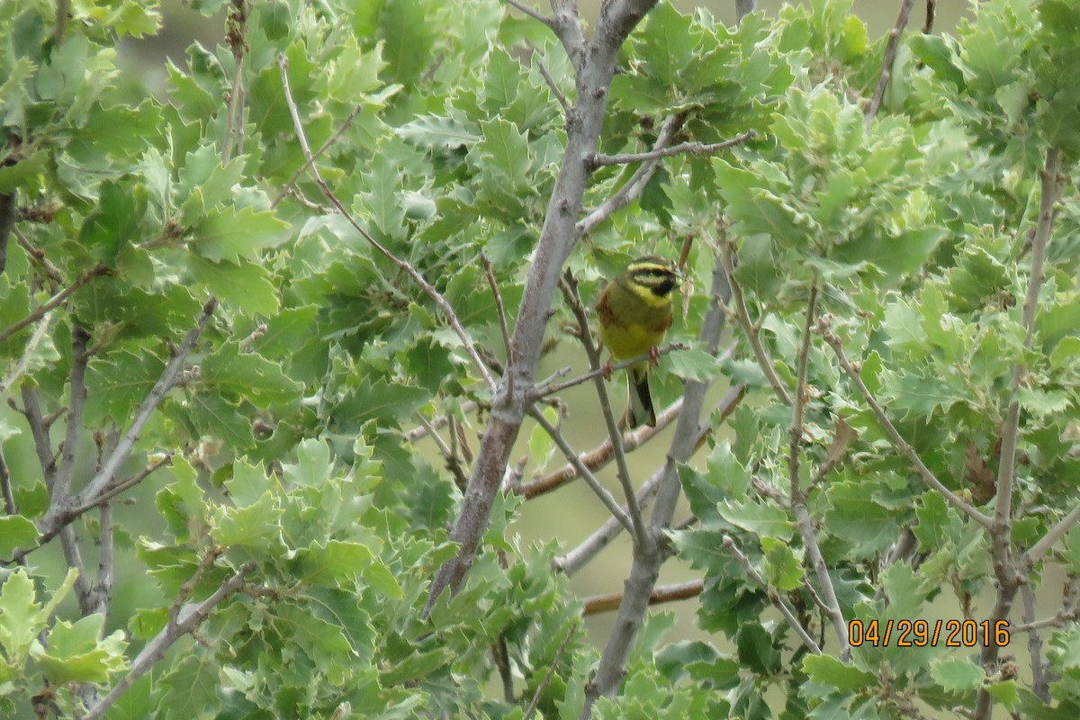 Cirl Bunting - Paul Wolter