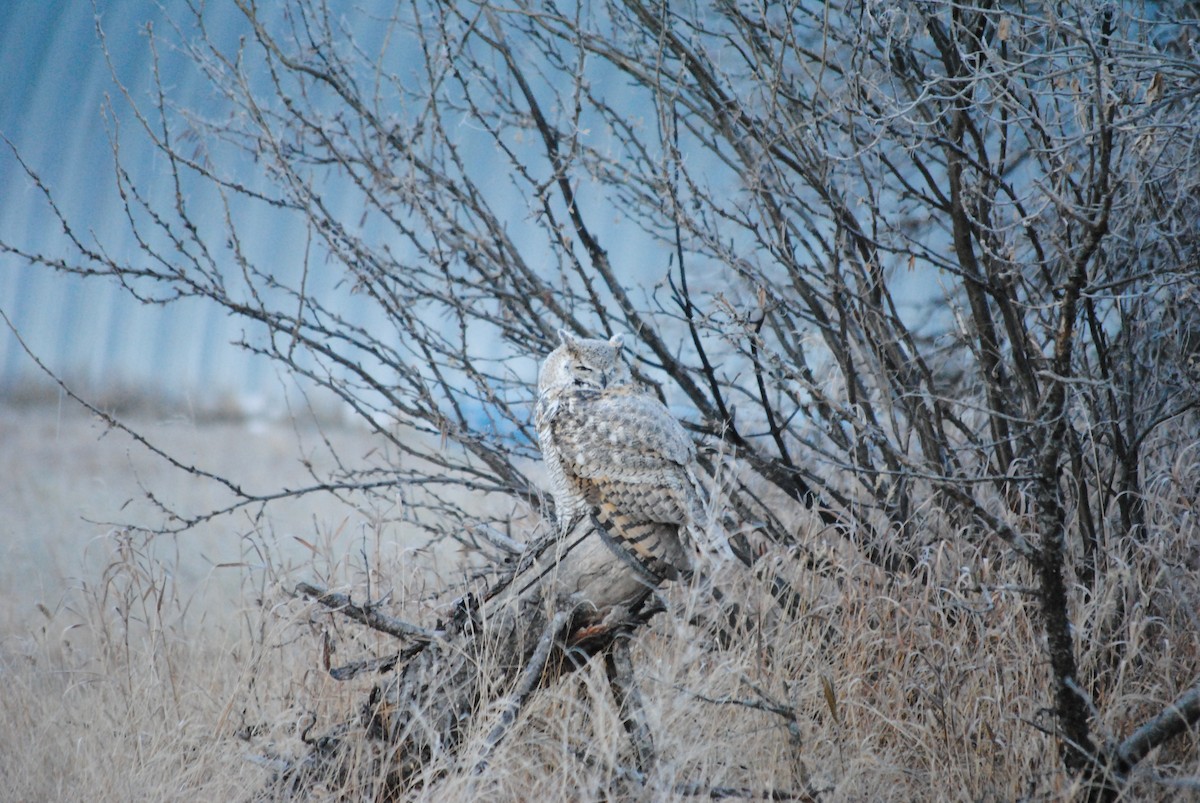 Great Horned Owl - ML285158531