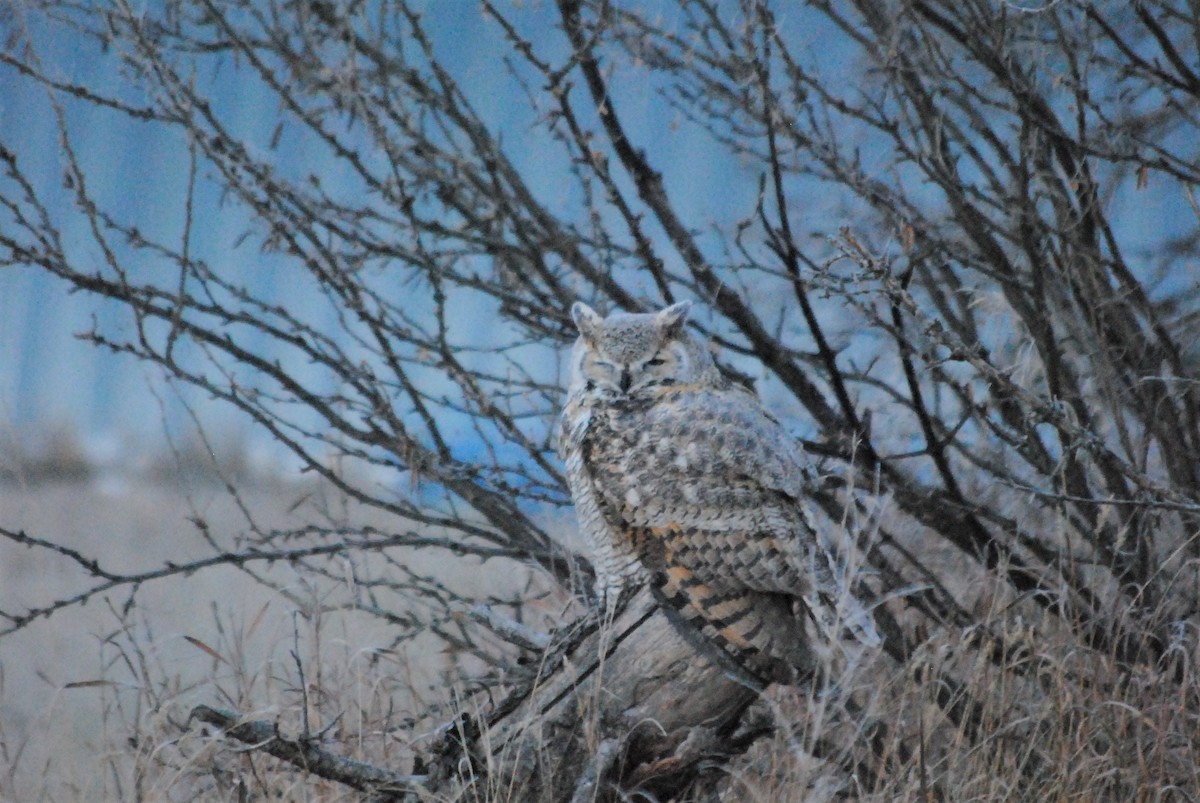 Great Horned Owl - ML285158551