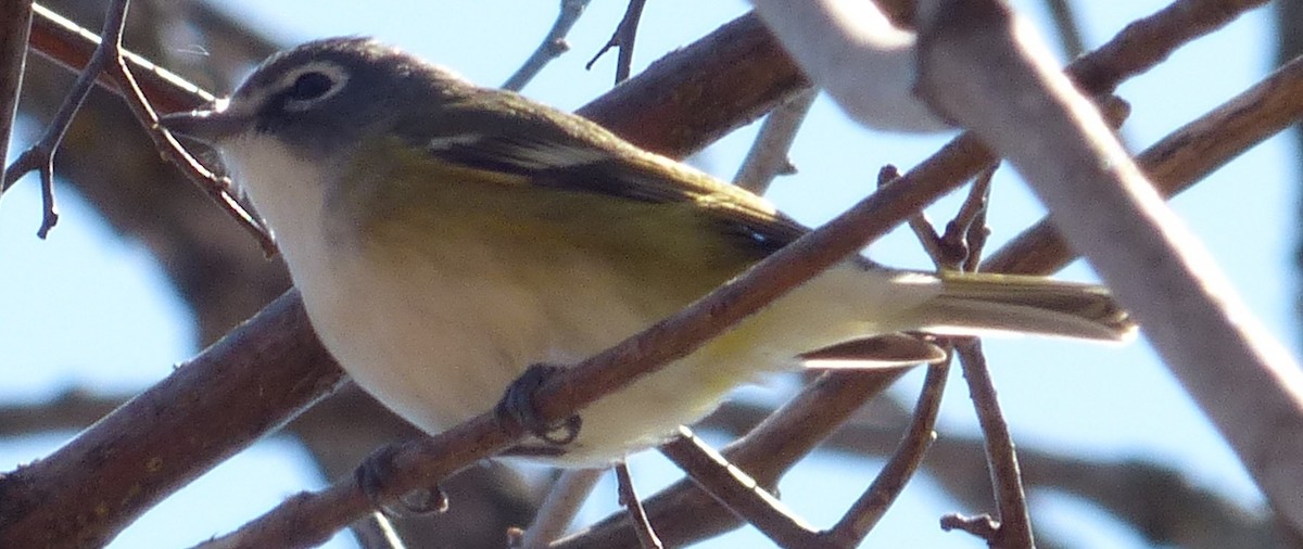 Blue-headed Vireo - Suzanne Cholette