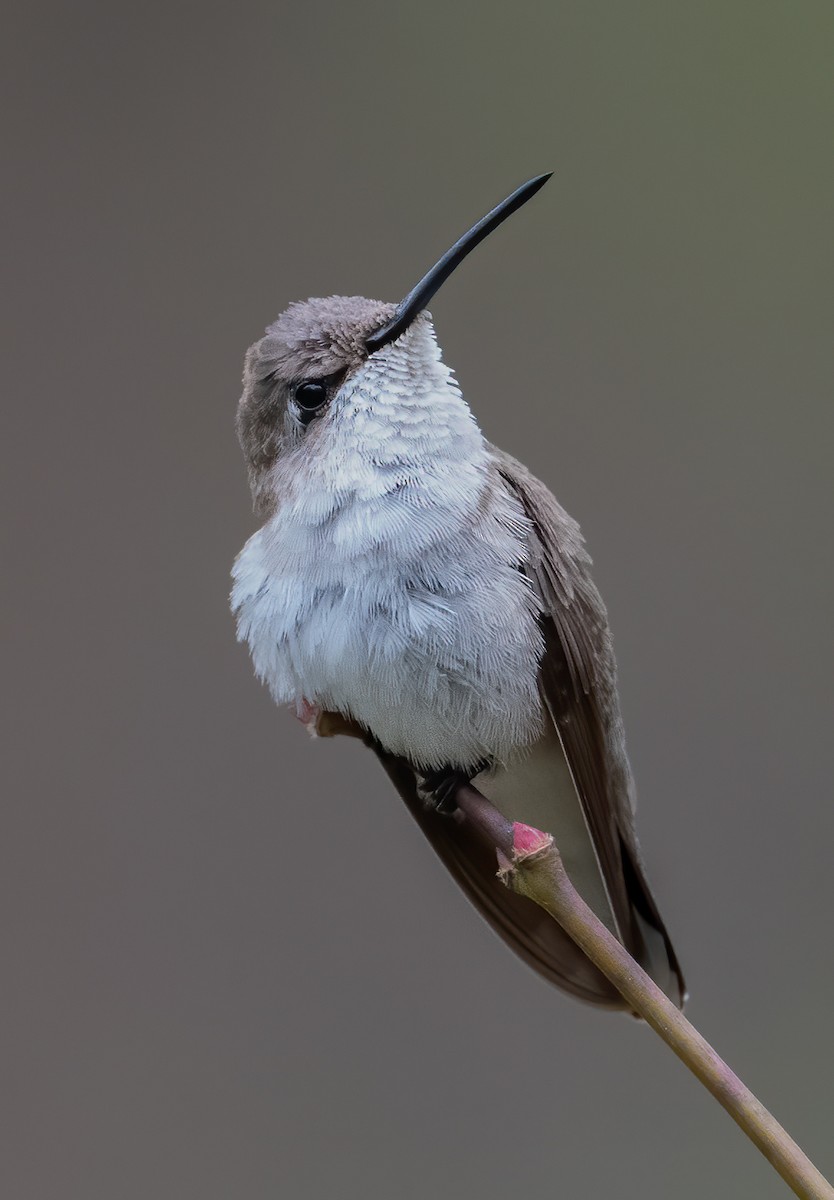 Black-chinned Hummingbird - Karen Chiasson
