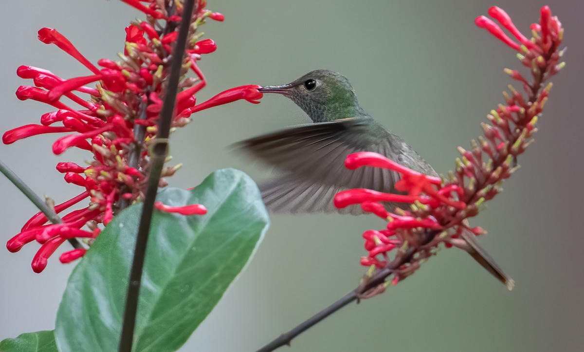 Buff-bellied Hummingbird - ML285161371