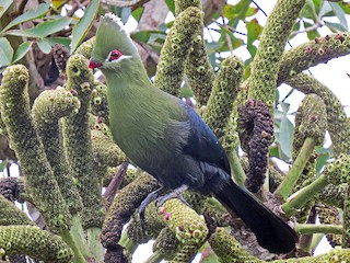  - Knysna Turaco (Southern)