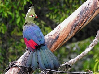  - Livingstone's Turaco