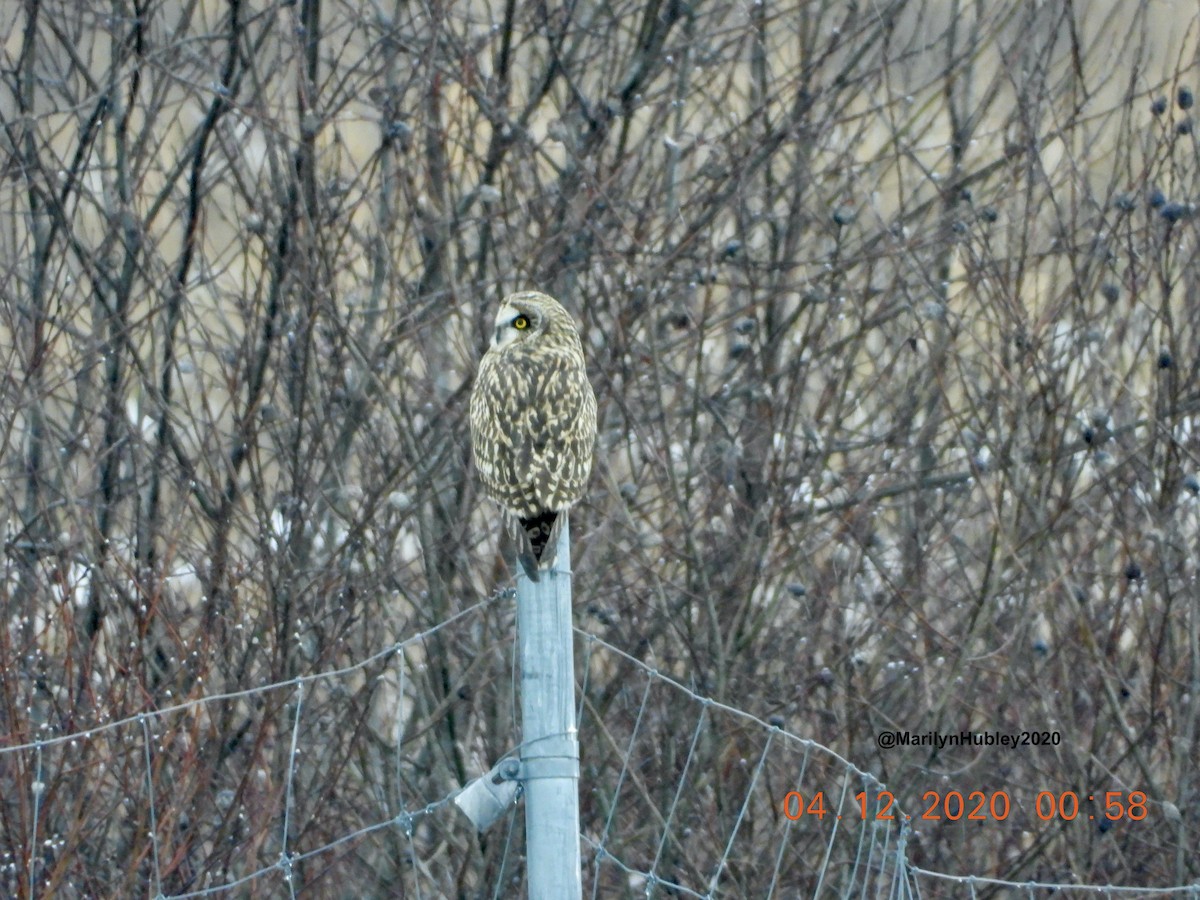 Short-eared Owl - ML285174081