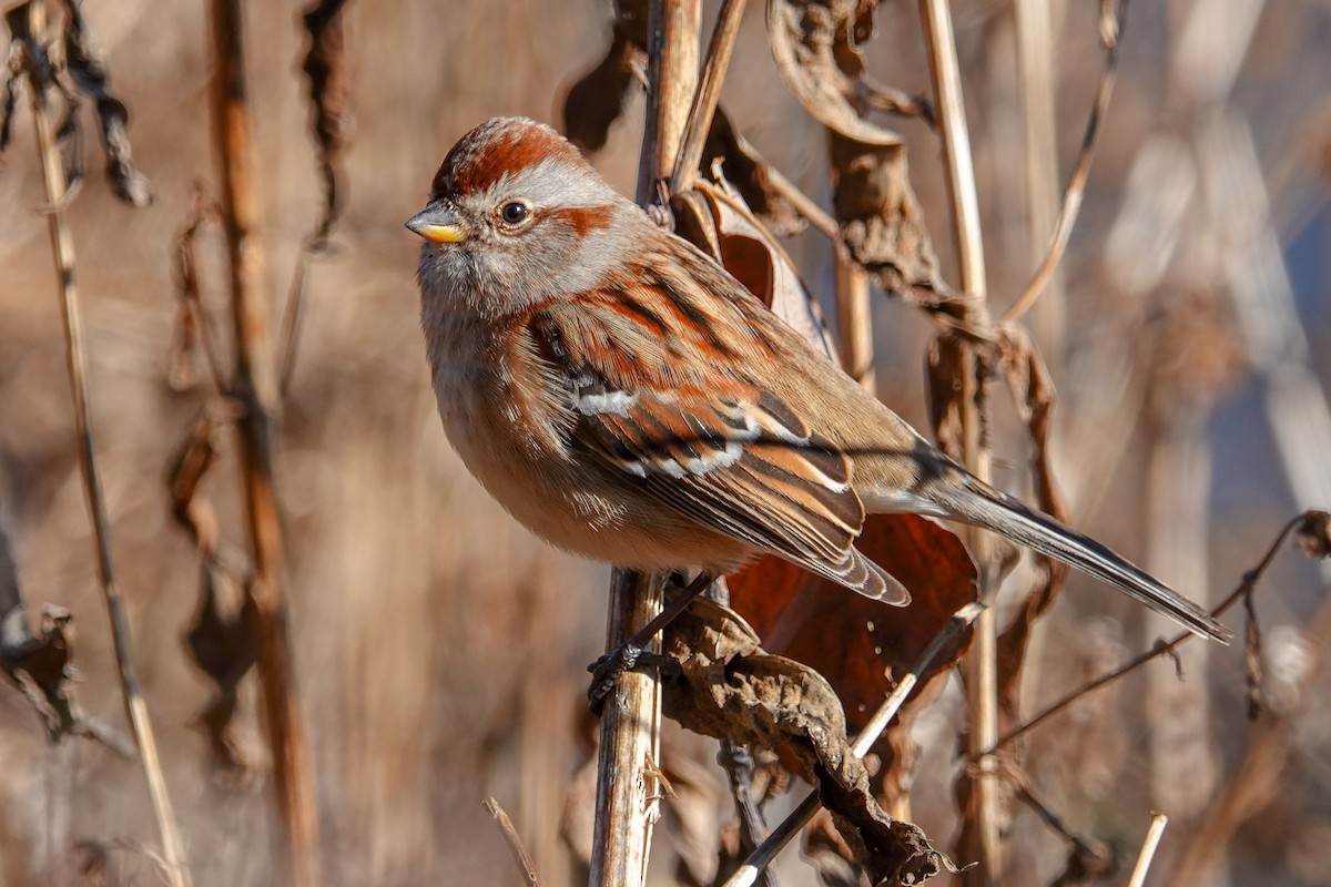 American Tree Sparrow - Larry Theller