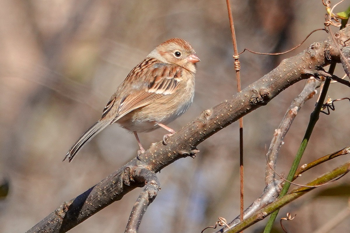 Field Sparrow - ML285176411
