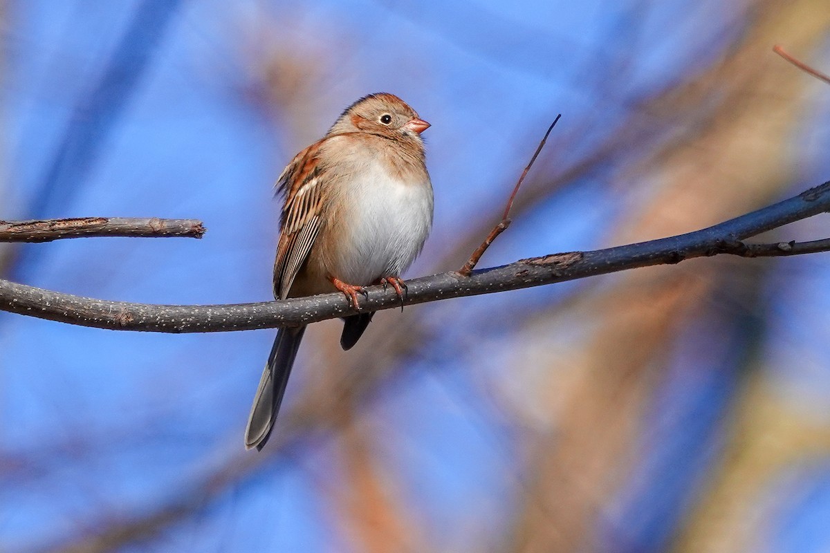 Field Sparrow - ML285176531