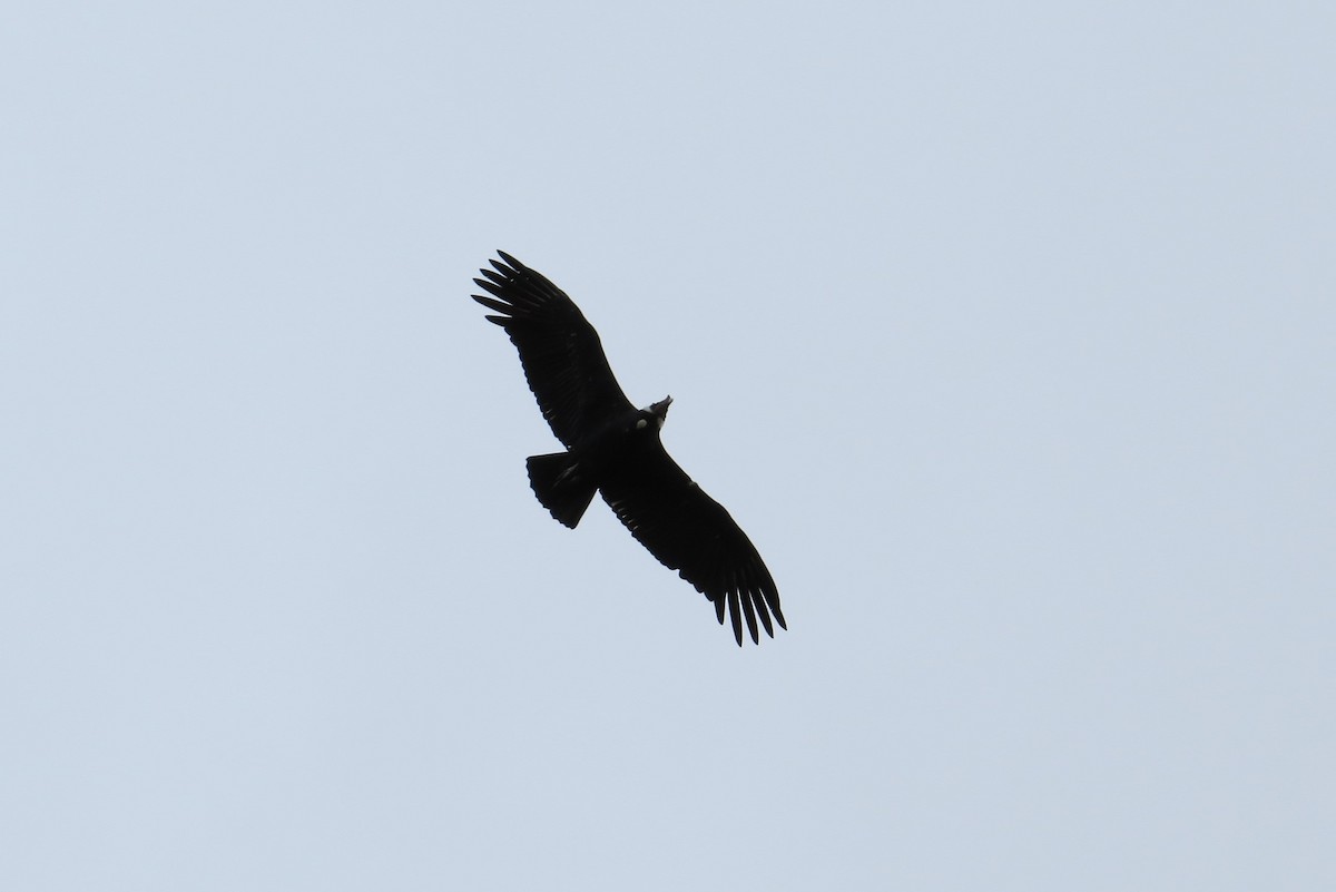 Andean Condor - Wieland Feuerabendt