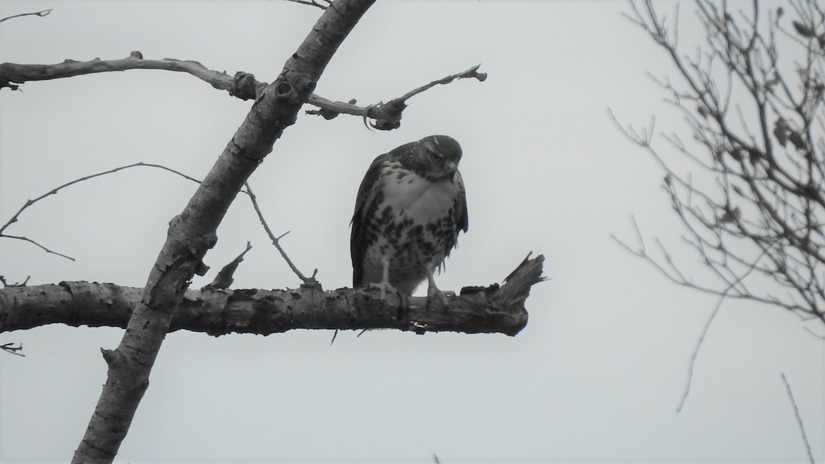 Red-tailed Hawk - ML285179521