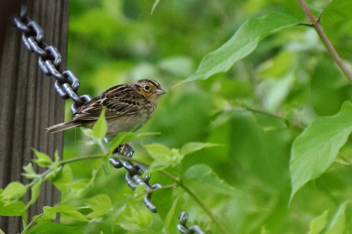 Grasshopper Sparrow - irina shulgina