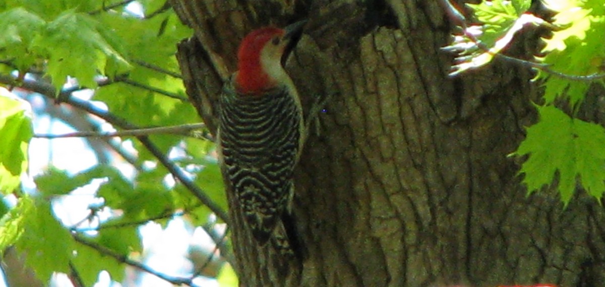 Red-bellied Woodpecker - Chris Martone