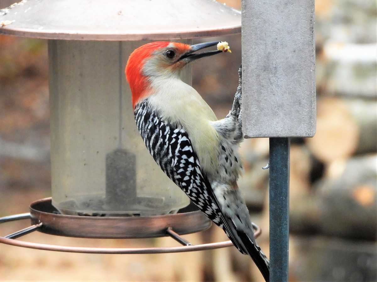 Red-bellied Woodpecker - Capt. Ed Brown