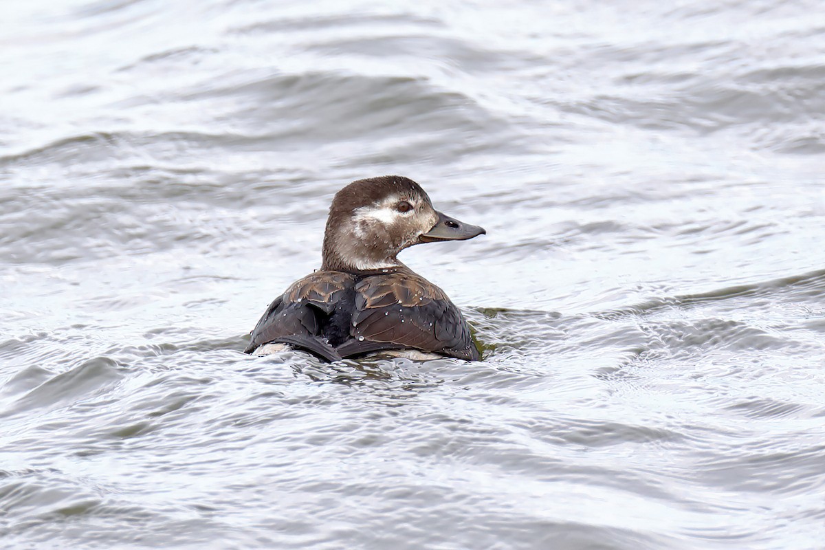 Long-tailed Duck - ML285186941
