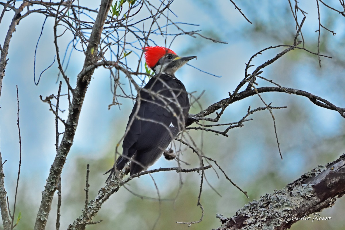 Black-bodied Woodpecker - ML285189791