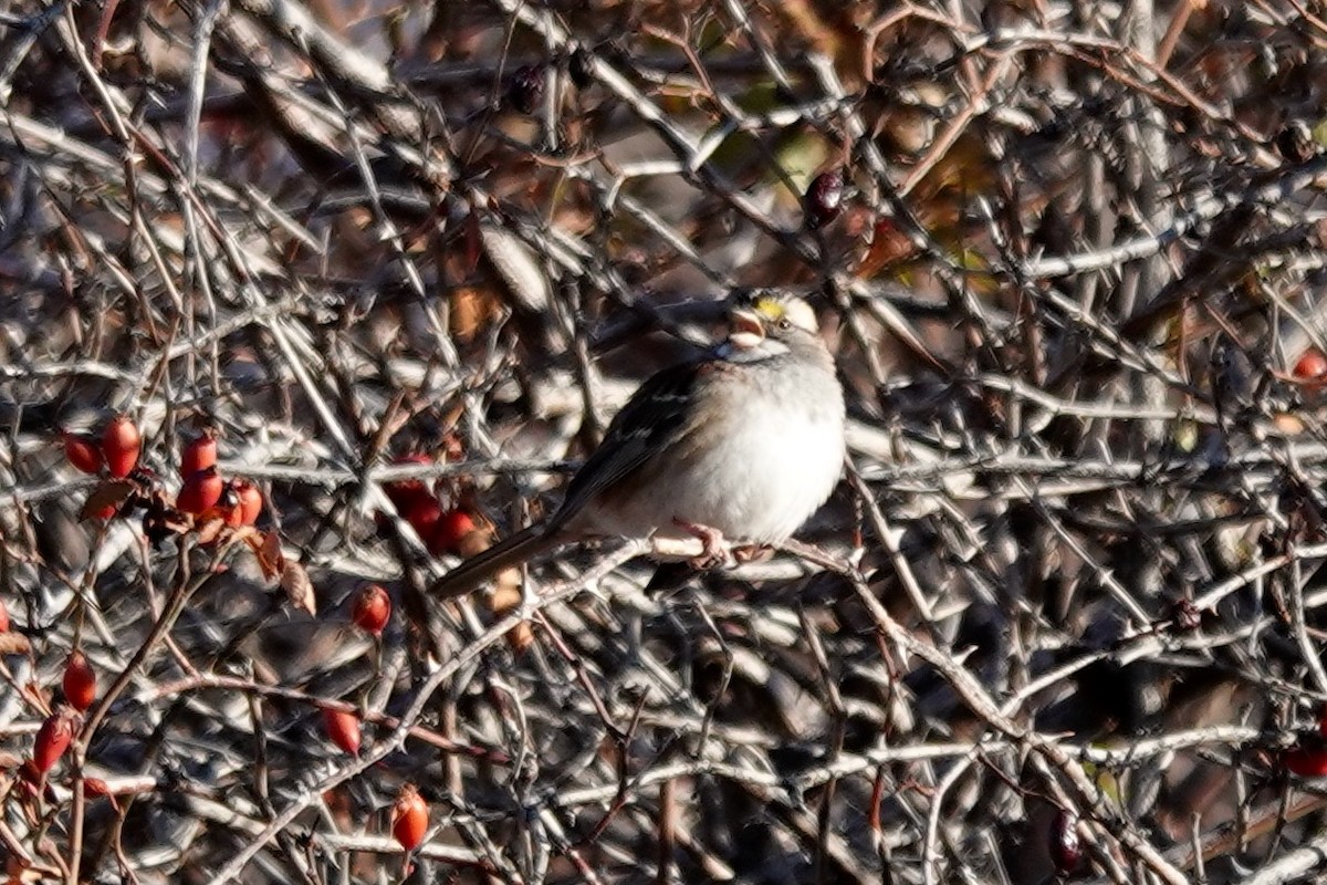 White-throated Sparrow - ML285194161