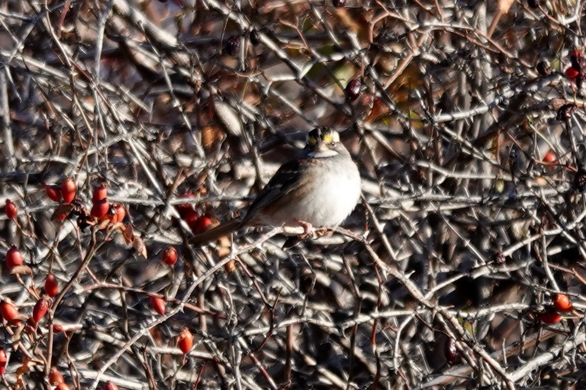 White-throated Sparrow - Dondi Black