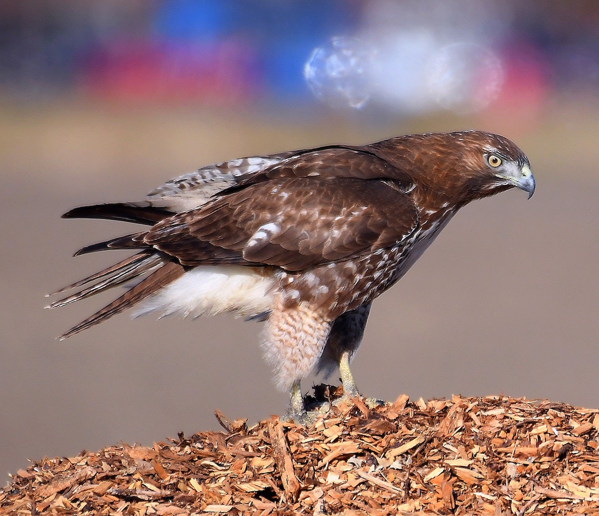 Red-tailed Hawk - ML285196831