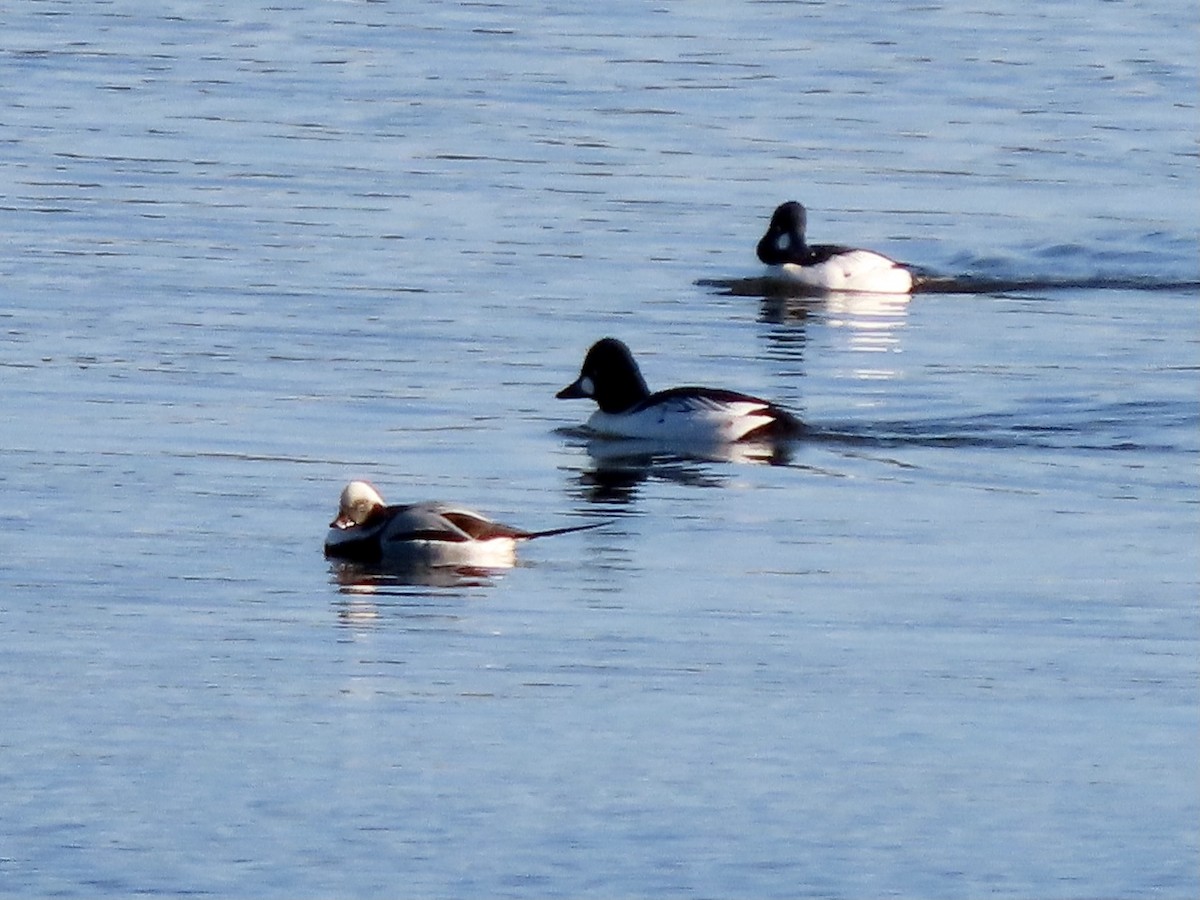 Long-tailed Duck - ML285200291
