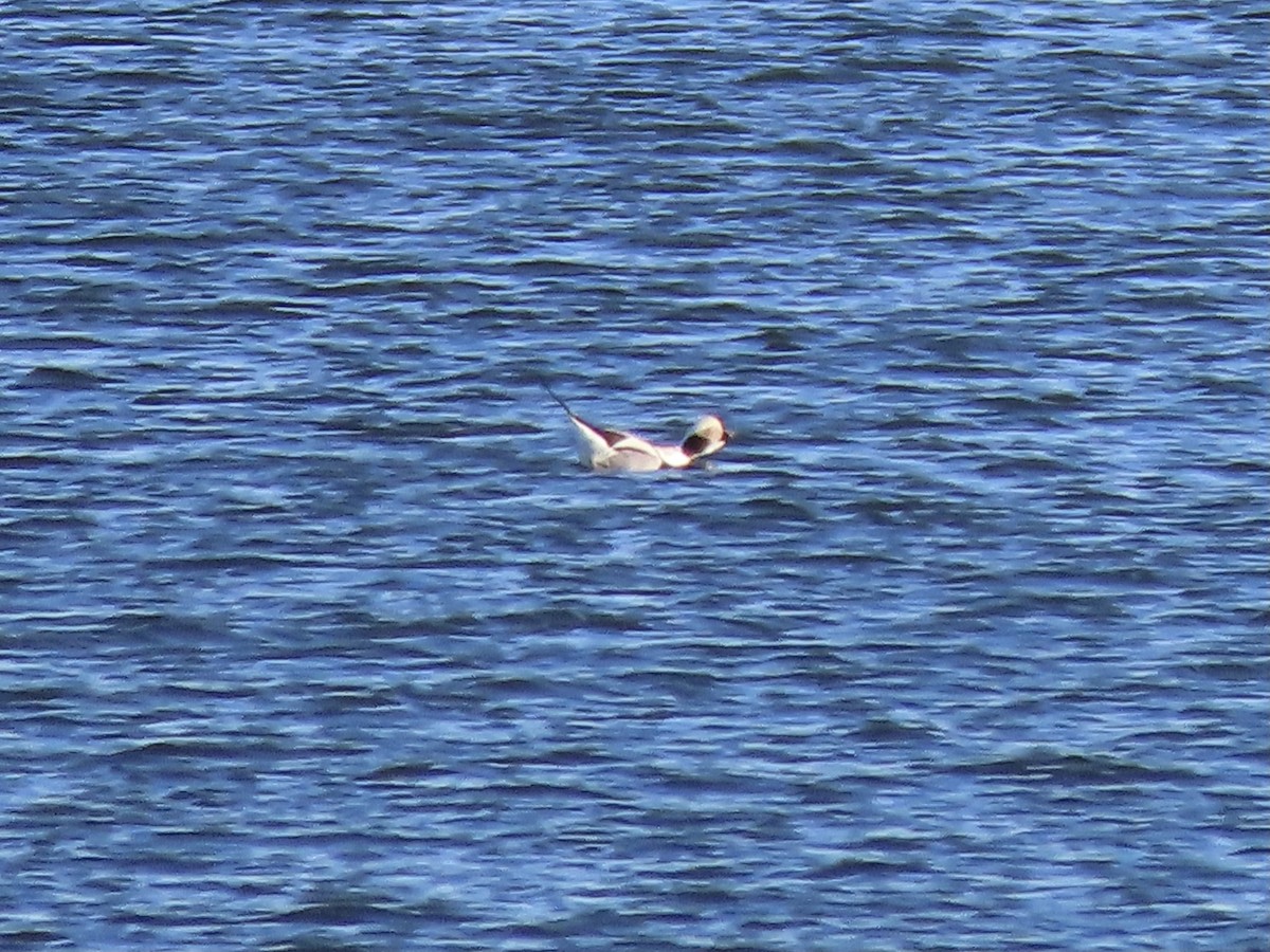 Long-tailed Duck - ML285200301