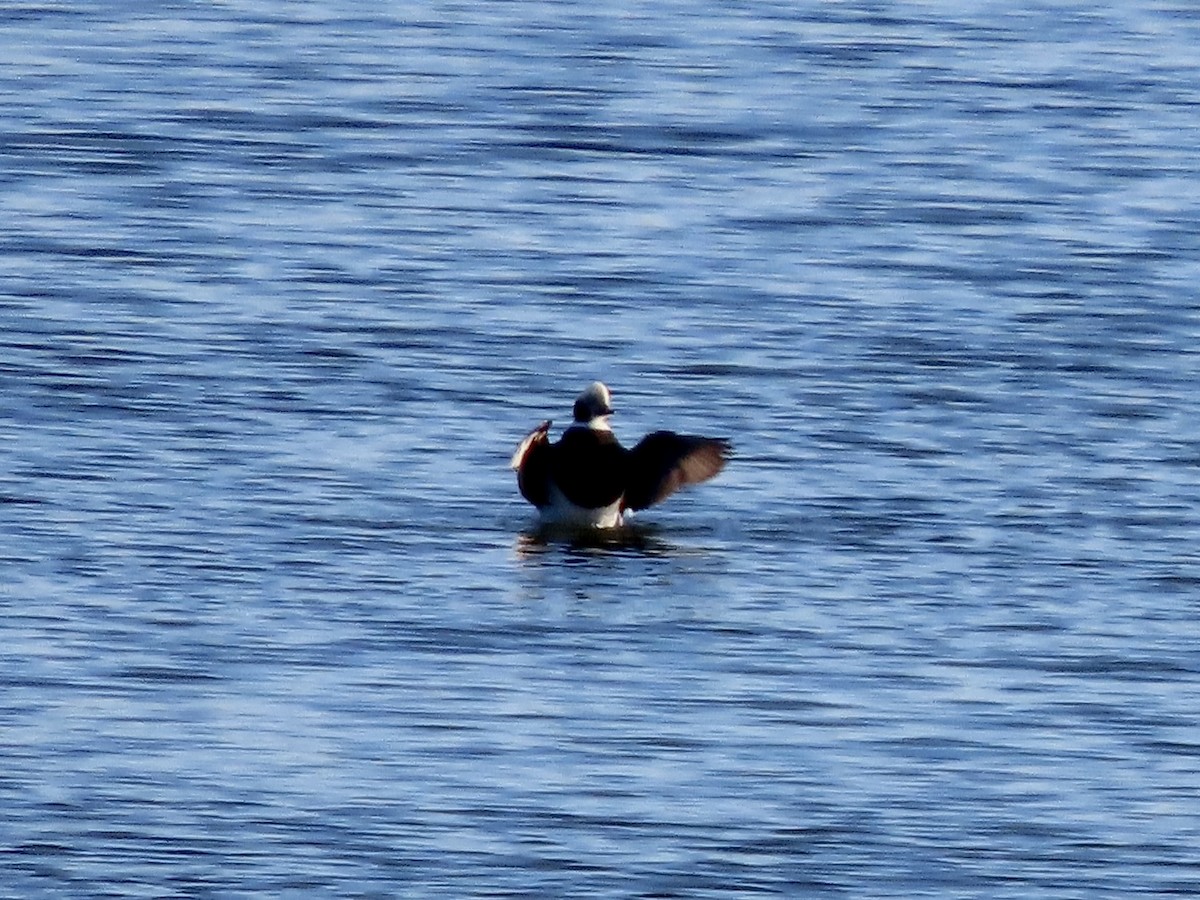 Long-tailed Duck - ML285200311