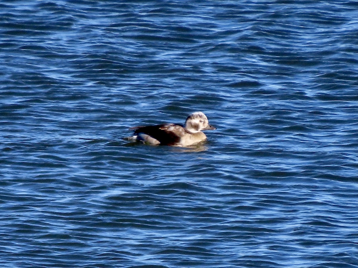 Long-tailed Duck - ML285200361